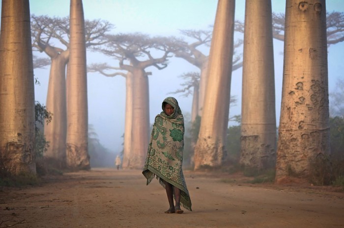 Ảnh chụp một cô bé đi dưới hàng cây Bao Báp ở Madagascar của tác giả Ken Thorne - Nguồn: Ken Thorne/National Geographic Traveler Photo Contest